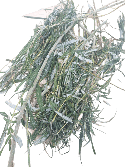 Willow Frozen - ca. 300 kg