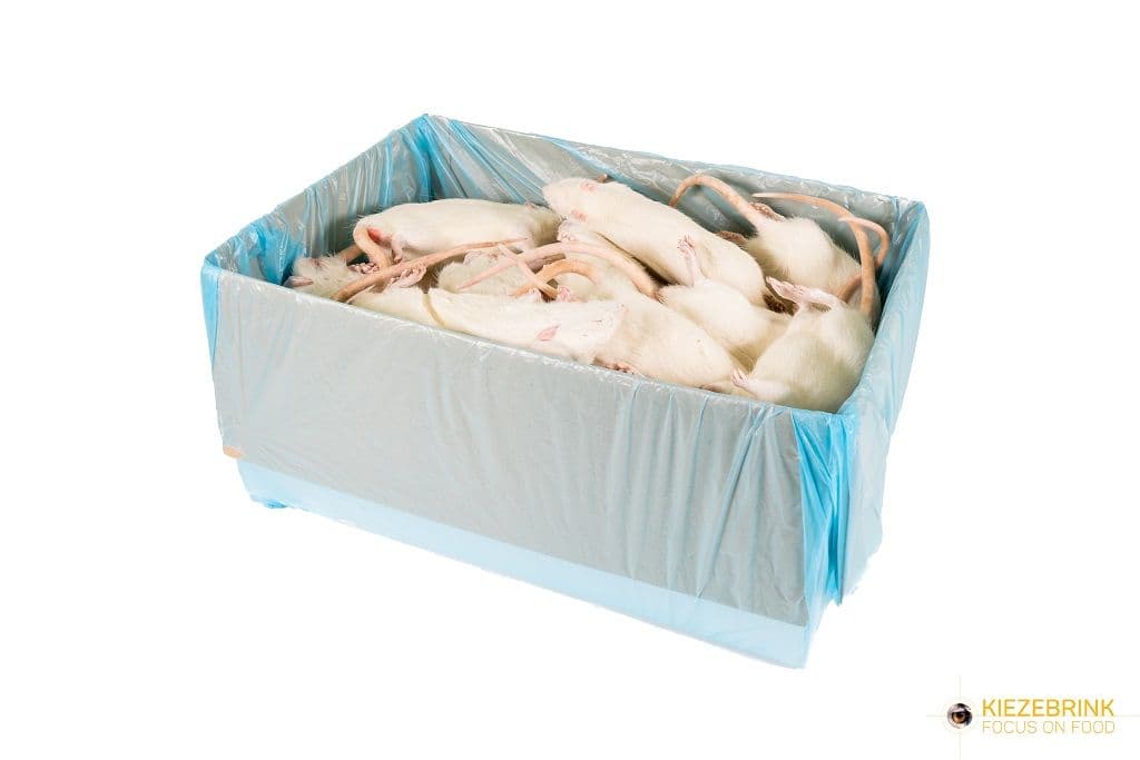 Jumbo rats ca >350 g