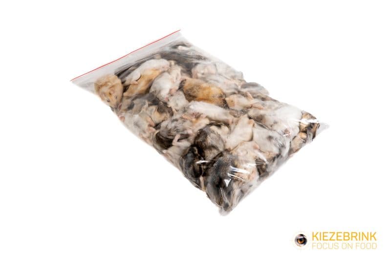 Dwarf hamster, medium / adult