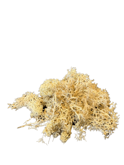 Reindeer Lichen