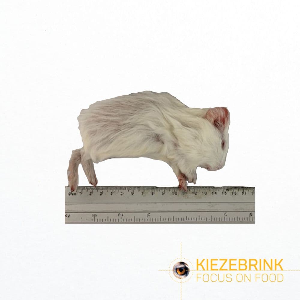Guinea pig small - (<300gm)