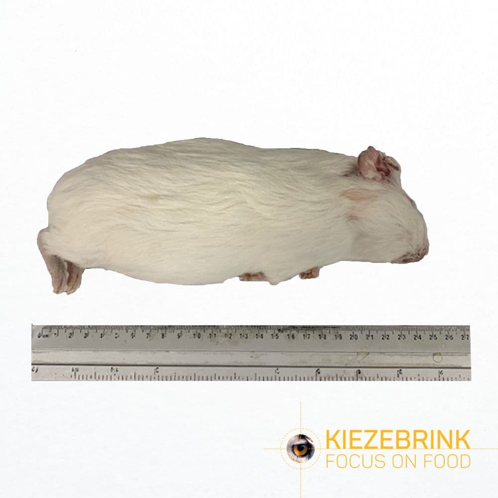 Guinea pig regular - (300-600gm)