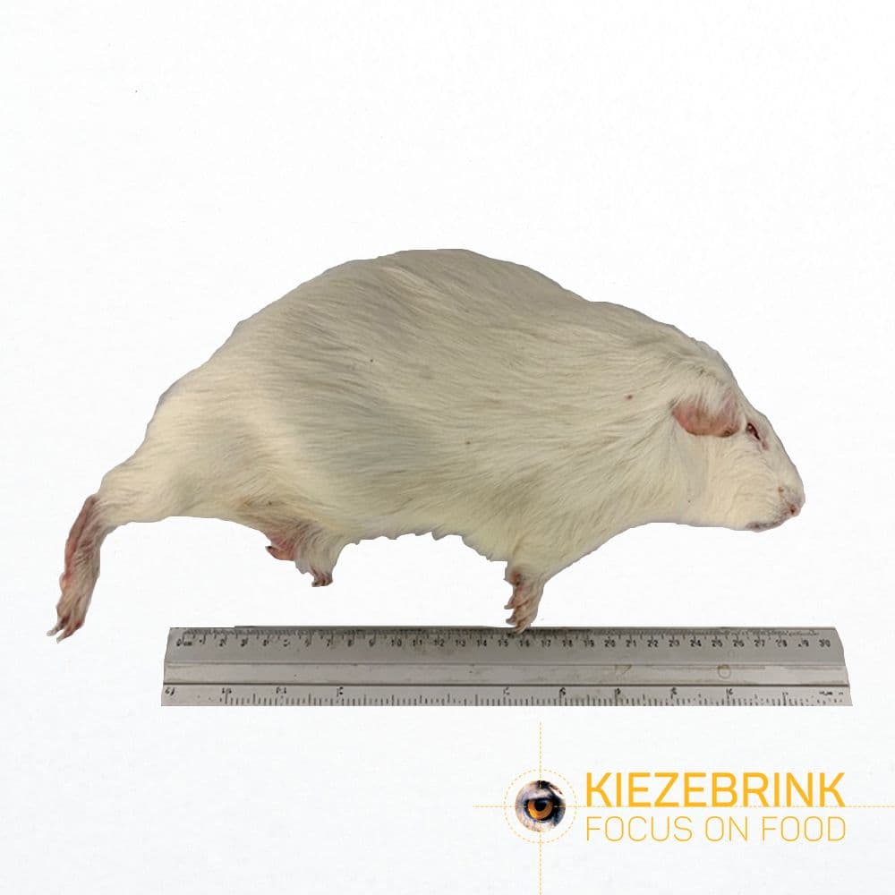 Guinea pig large - (600-900gm)