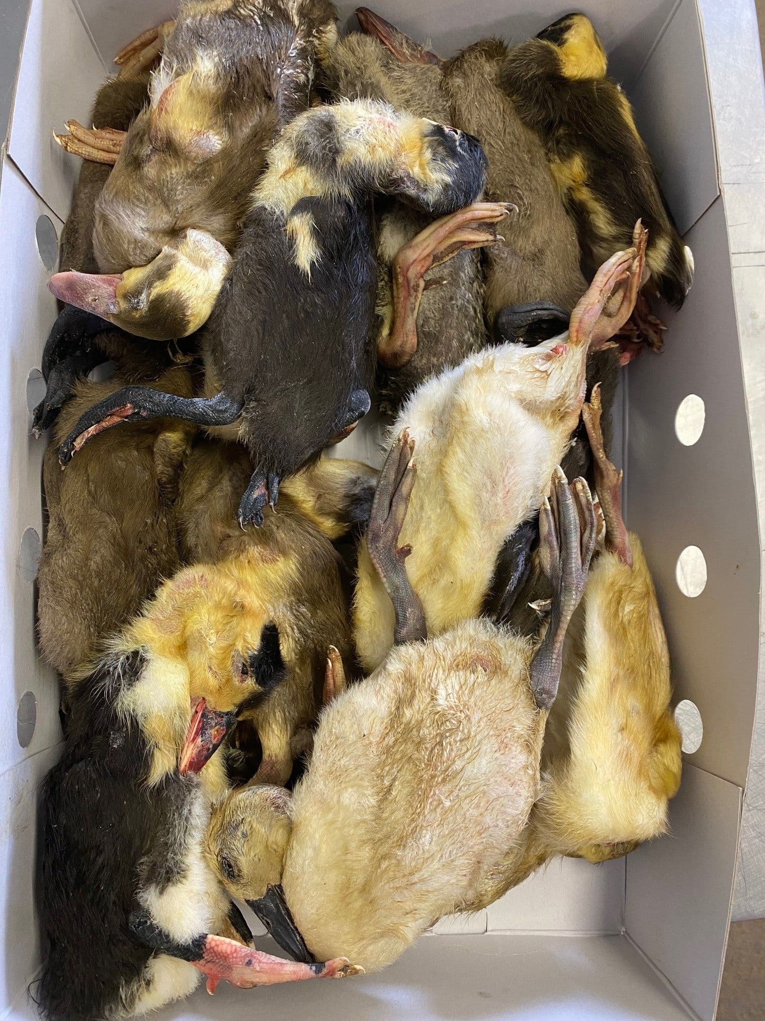 Ducklings Large (+/- 300gm) - Box of 25