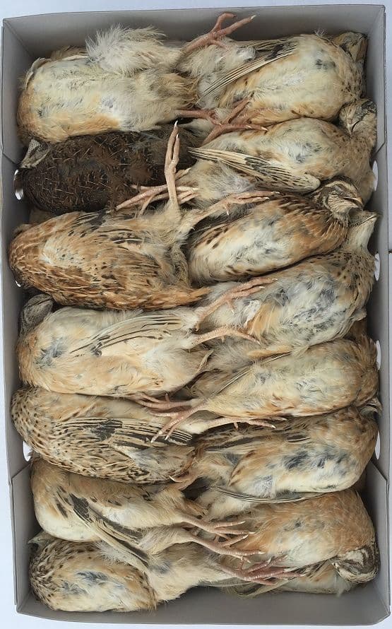 English ex-layer quail - box of 30