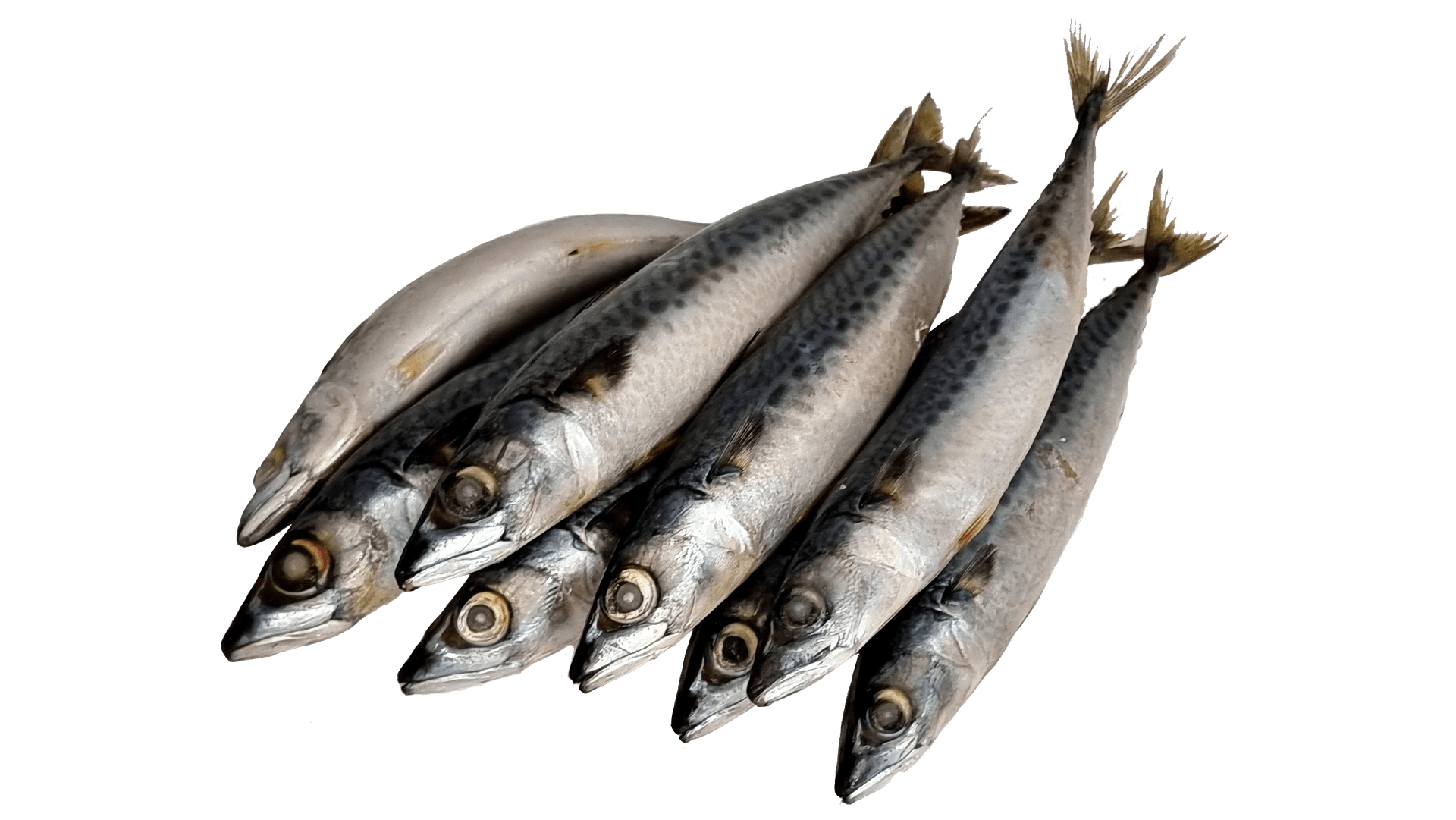 Mackerel IQF 1 kg bag (Bulk Box 6 x 1kg)