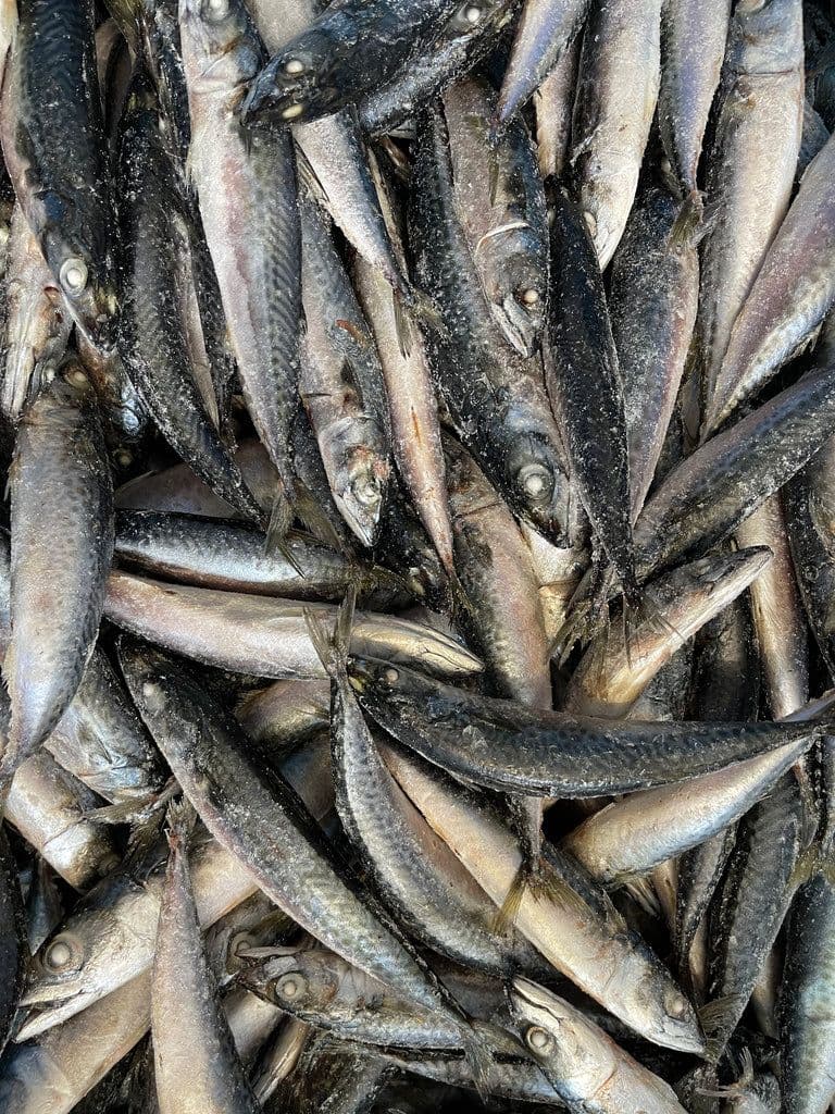 Mackerel IQF - 20 kg box