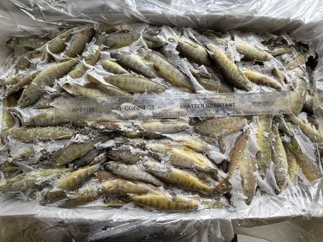 Salmon Parr SMALL (5-15gm) - 5kg block