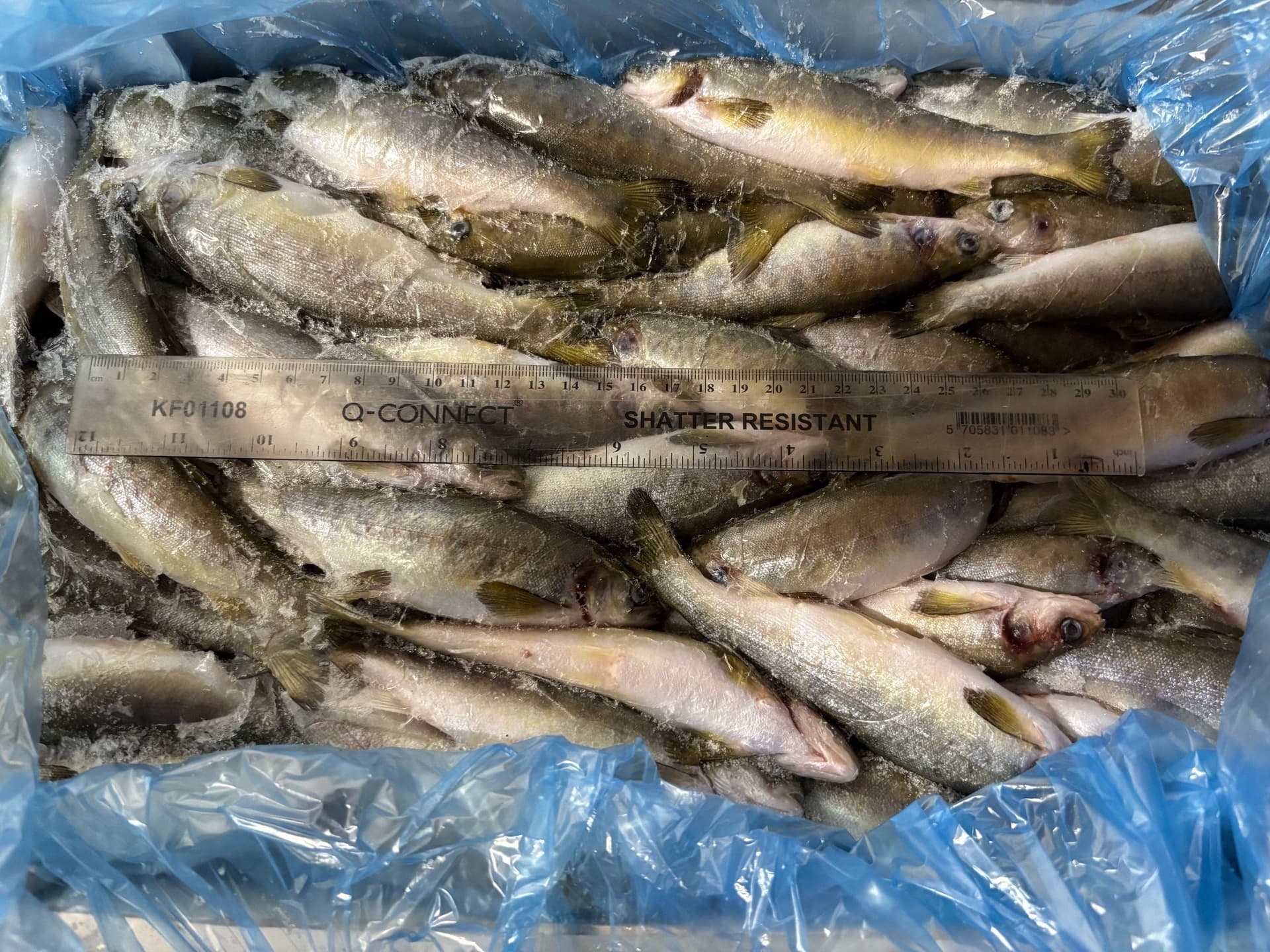 Salmon Parr LARGE (25-40gm) - 5kg block