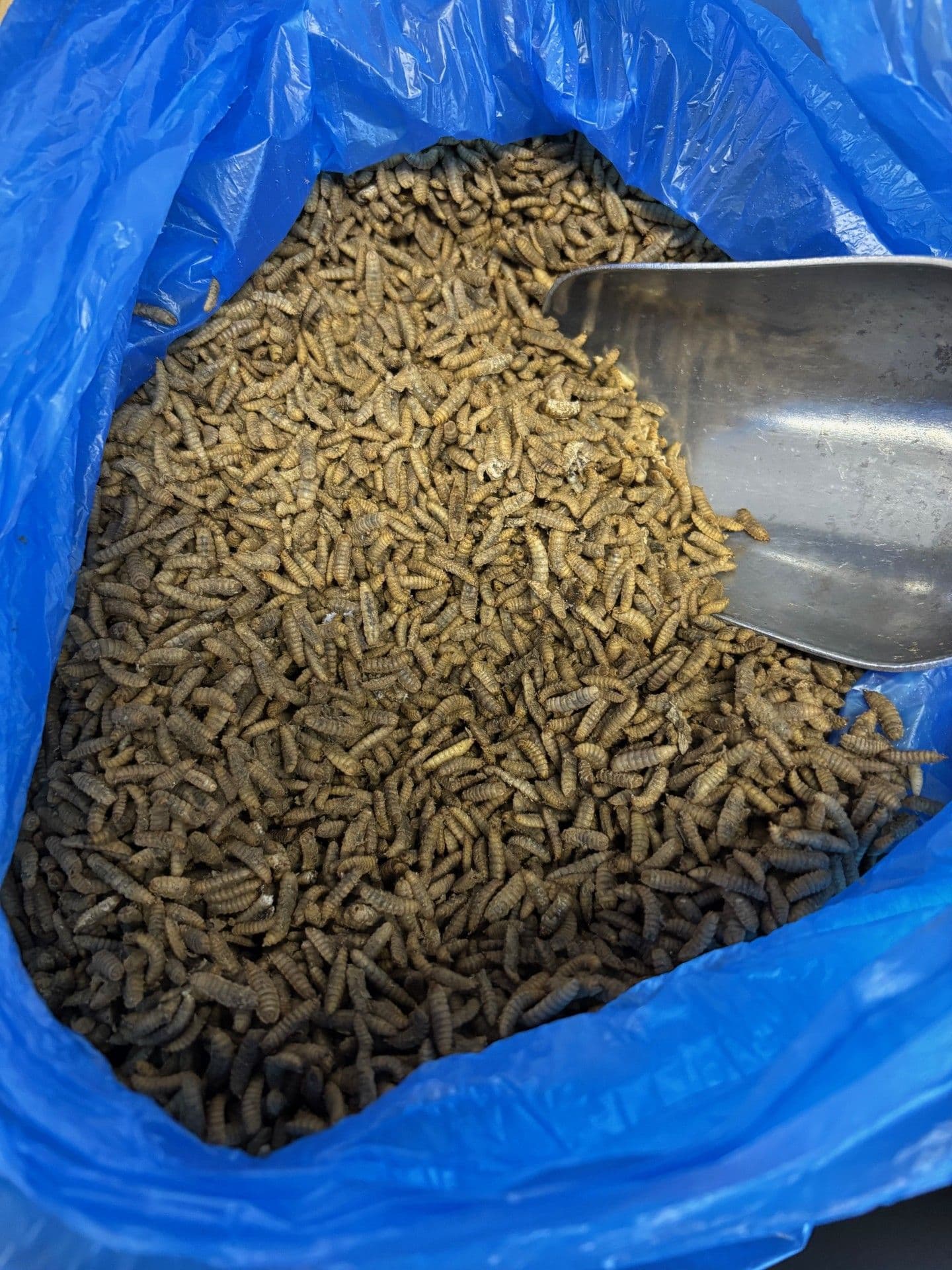 Black Soldier Fly Larvae IQF - 10kg Bulk