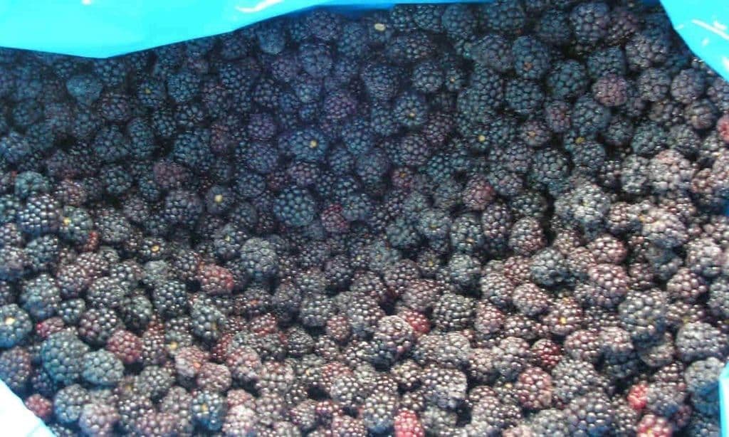 Blackberries IQF - 10kg box