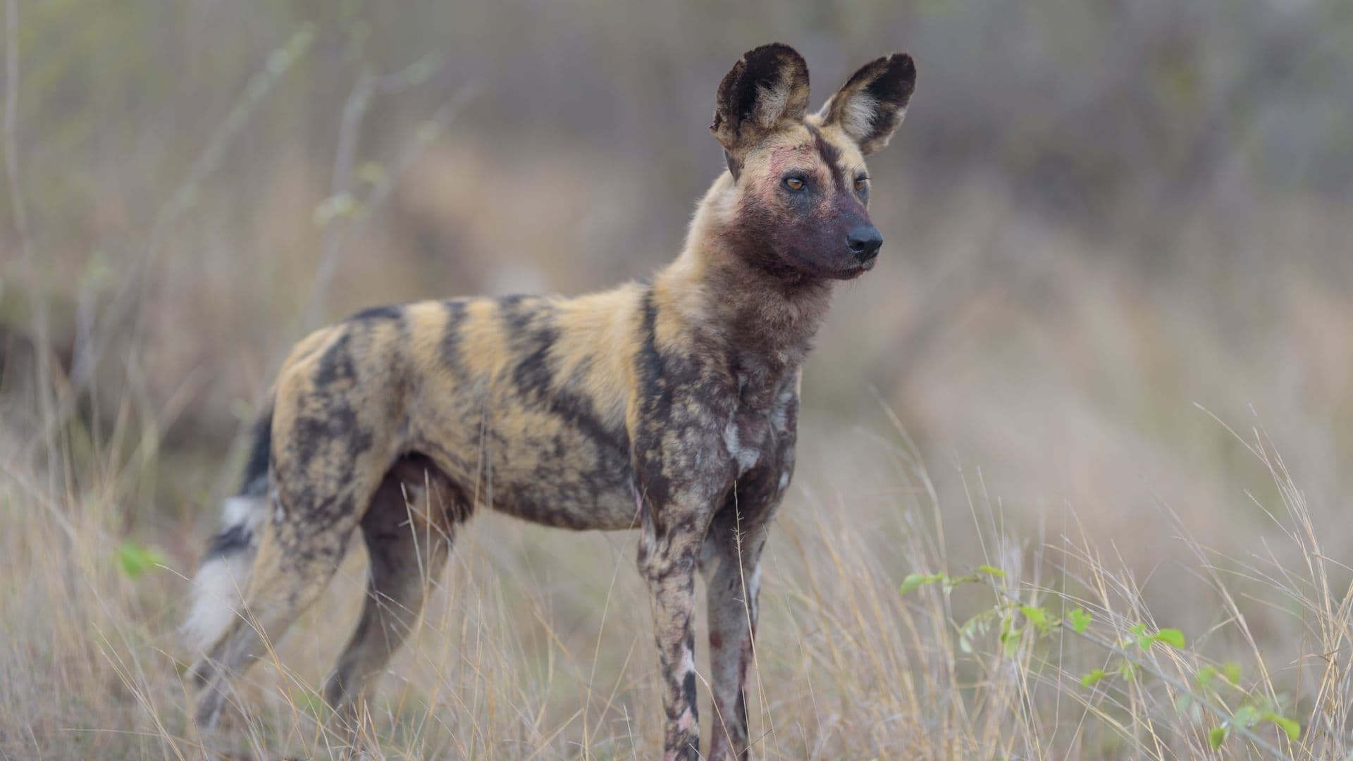 African wild dog