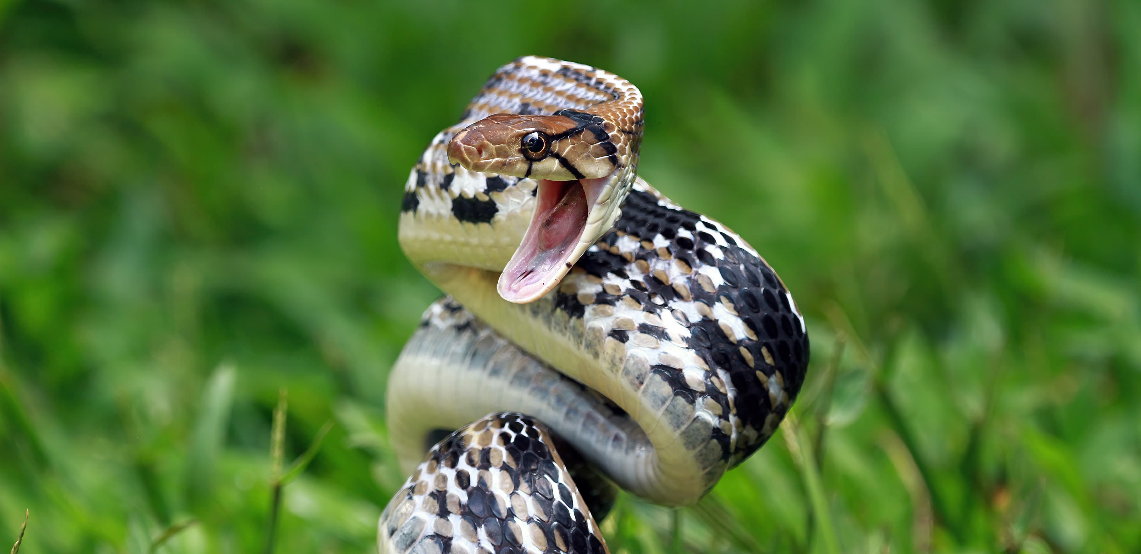 Copperheaded trinket snake