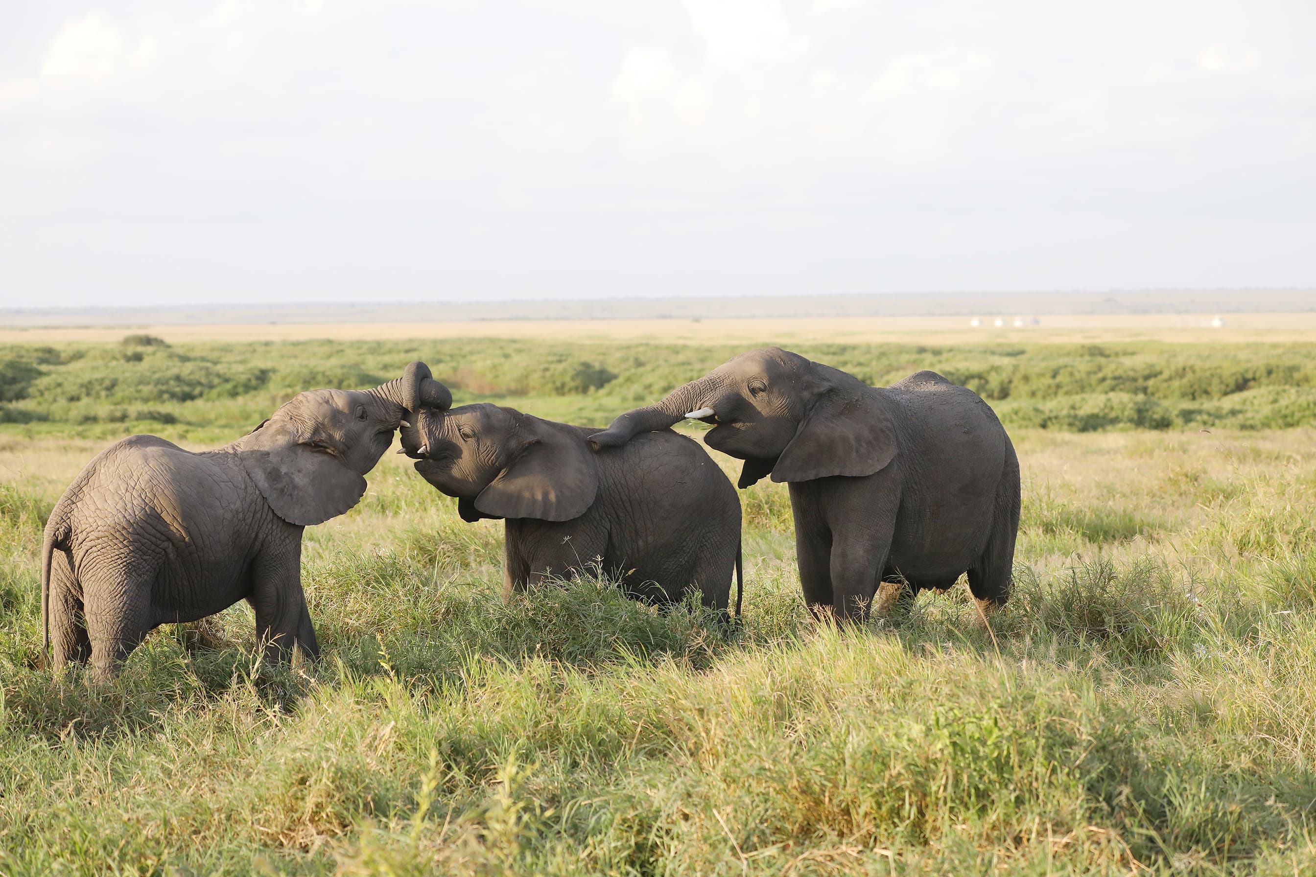 Elephants standing each other green field Kenya Africa